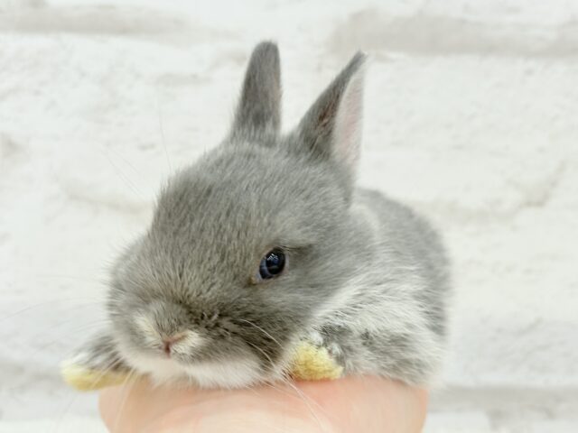 ネザーランドドワーフ