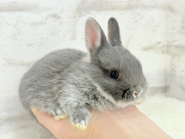 ネザーランドドワーフ