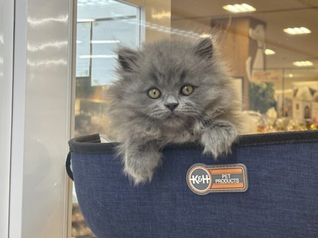 スコティッシュフォールド