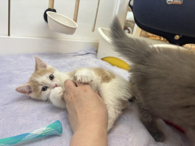 スコティッシュストレート