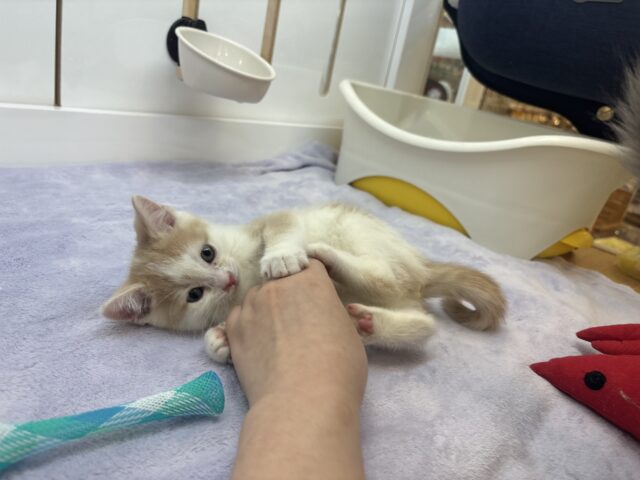 スコティッシュストレート