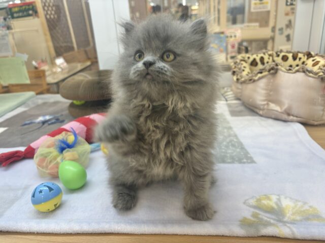 スコティッシュフォールド