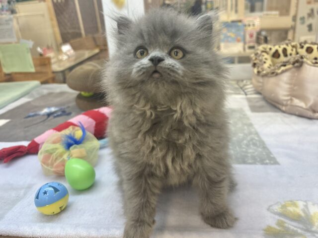 スコティッシュフォールド