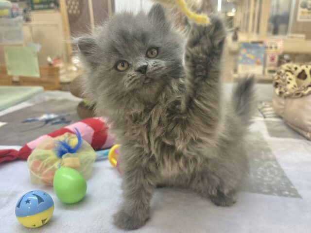 スコティッシュフォールド