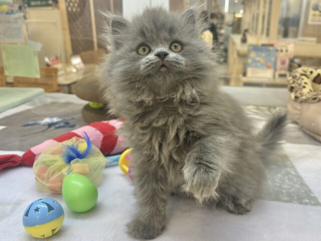 スコティッシュフォールド