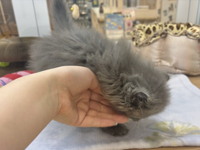 スコティッシュフォールド