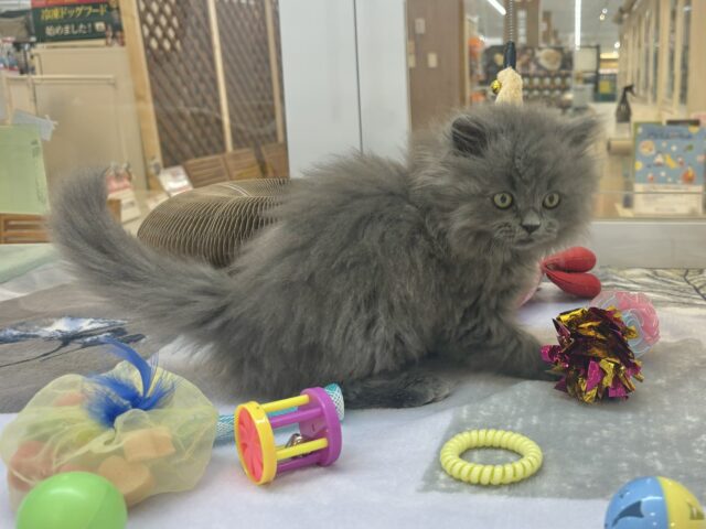 スコティッシュフォールド