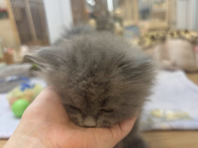 スコティッシュフォールド