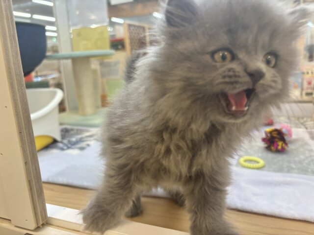 スコティッシュフォールド