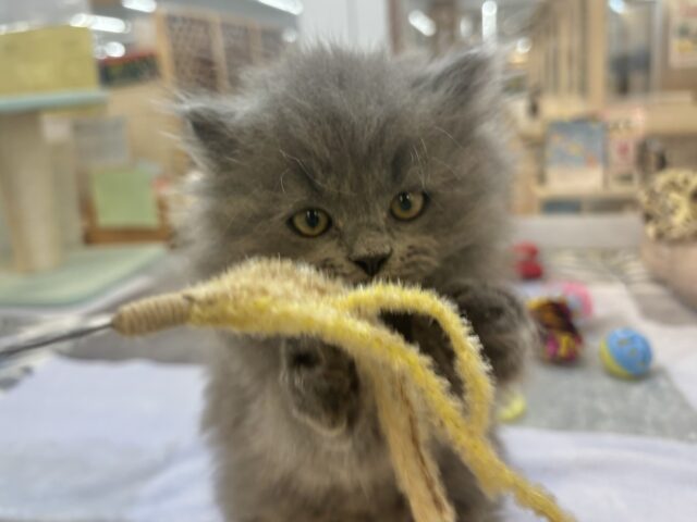 スコティッシュフォールド