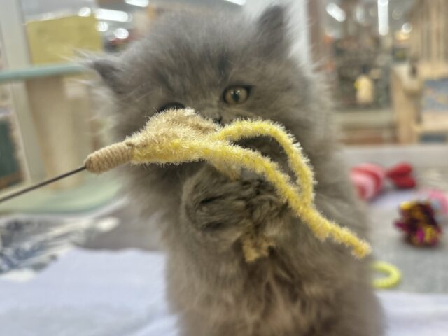 スコティッシュフォールド