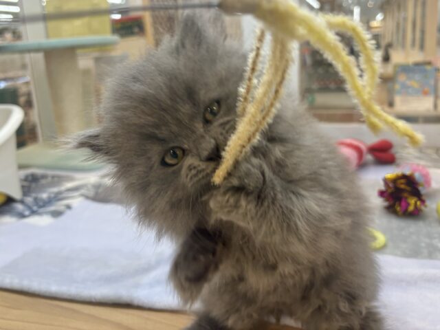 スコティッシュフォールド