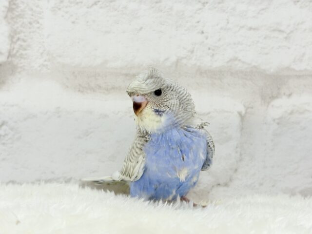 梵天セキセイインコ