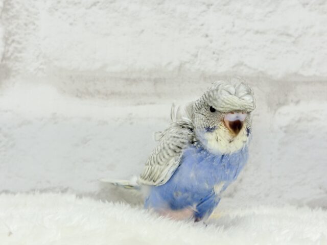 梵天セキセイインコ