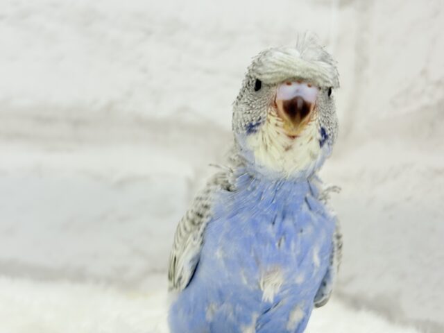 梵天セキセイインコ