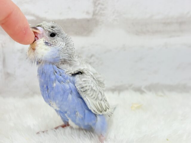 梵天セキセイインコ