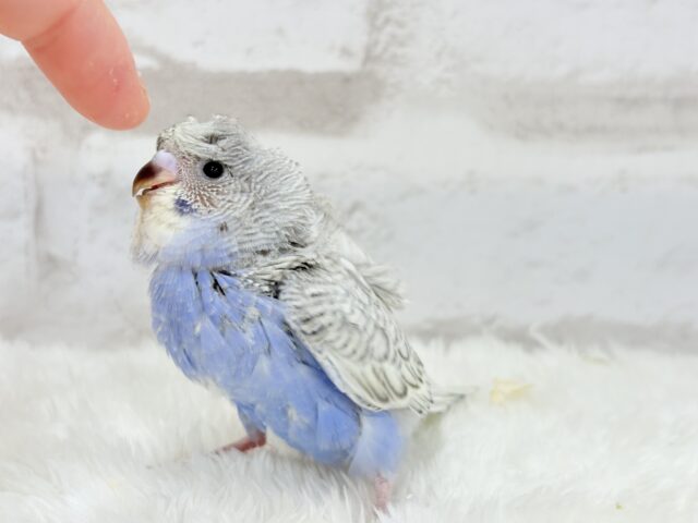 梵天セキセイインコ