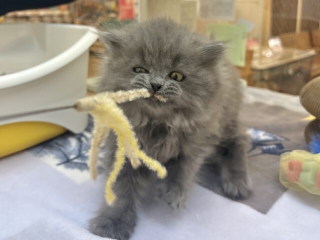 スコティッシュフォールド