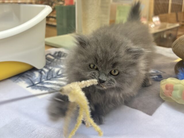 スコティッシュフォールド