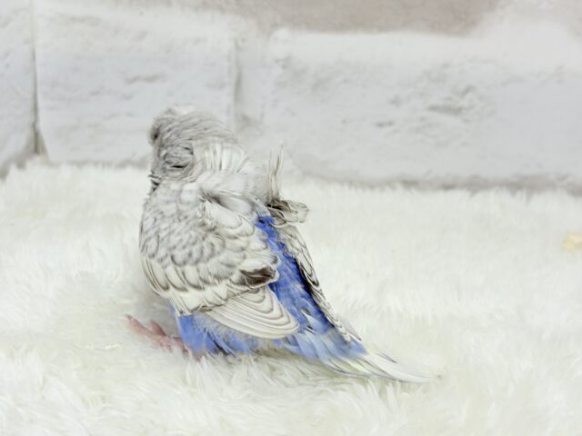 梵天セキセイインコ