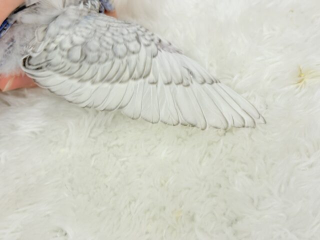 梵天セキセイインコ