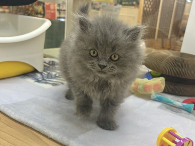 スコティッシュフォールド