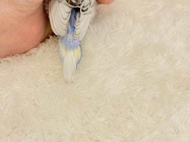 梵天セキセイインコ