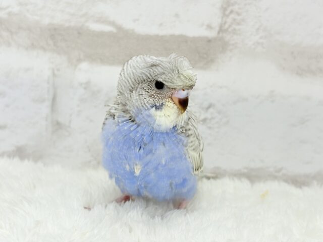 梵天セキセイインコ