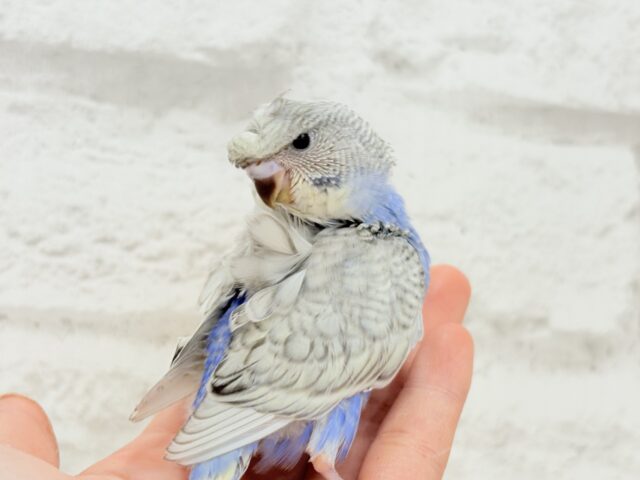 梵天セキセイインコ