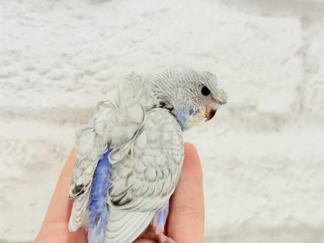 梵天セキセイインコ