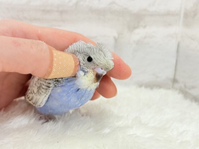 梵天セキセイインコ