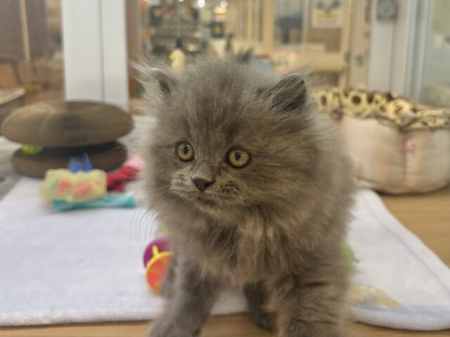 スコティッシュフォールド