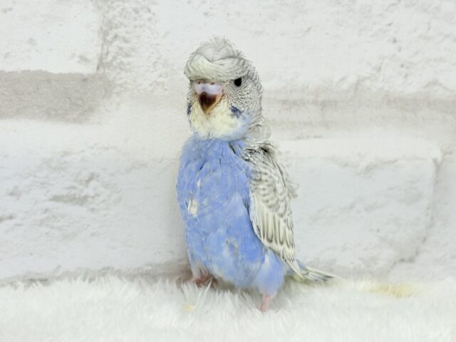 梵天セキセイインコ