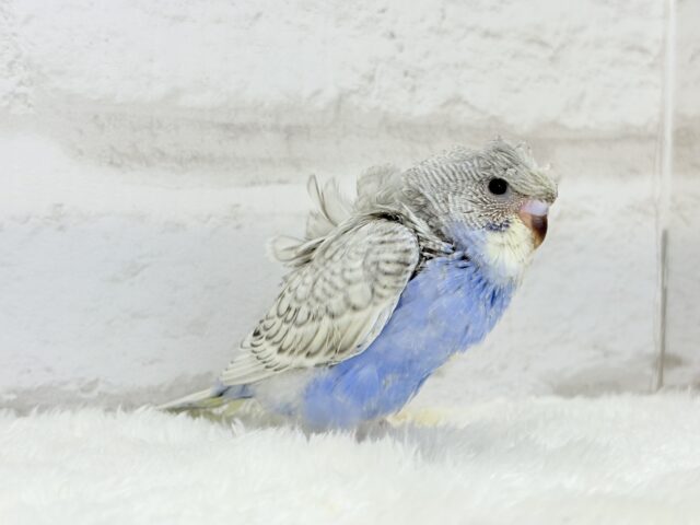 梵天セキセイインコ