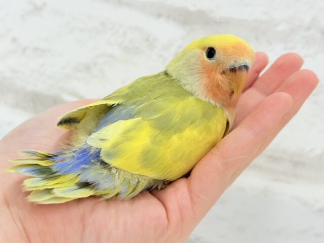 コザクラインコ（小桜インコ）