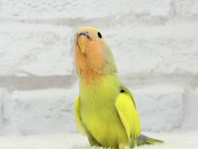 コザクラインコ（小桜インコ）