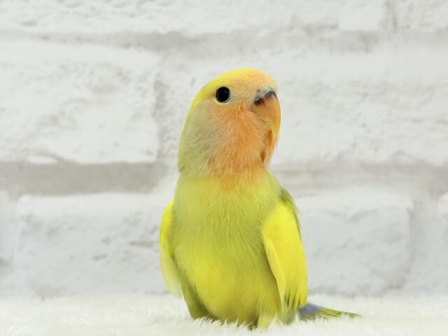 コザクラインコ（小桜インコ）