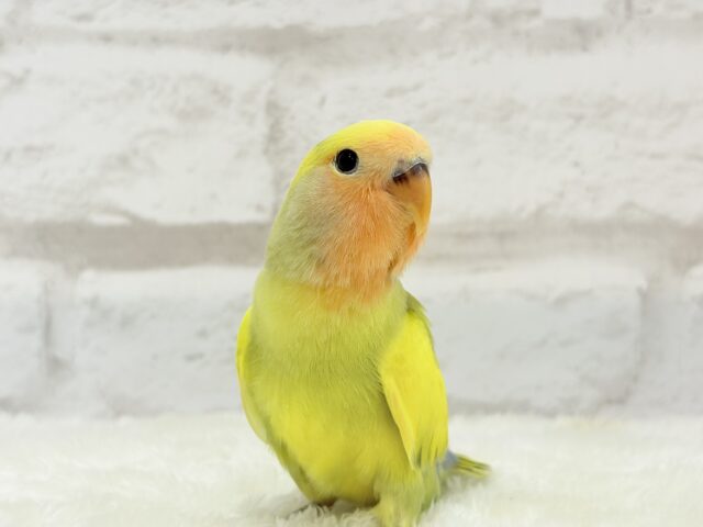 コザクラインコ（小桜インコ）