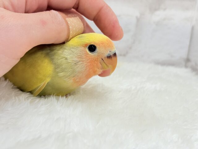 コザクラインコ（小桜インコ）