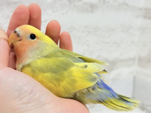 コザクラインコ（小桜インコ）