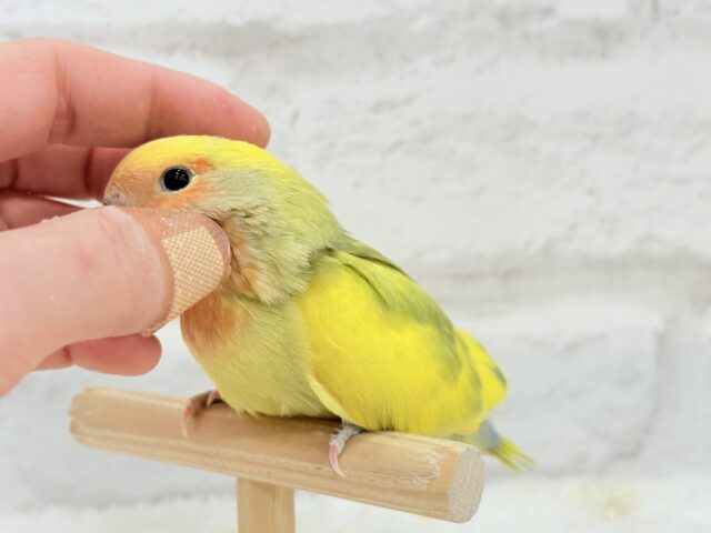 コザクラインコ（小桜インコ）