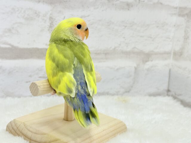 コザクラインコ（小桜インコ）