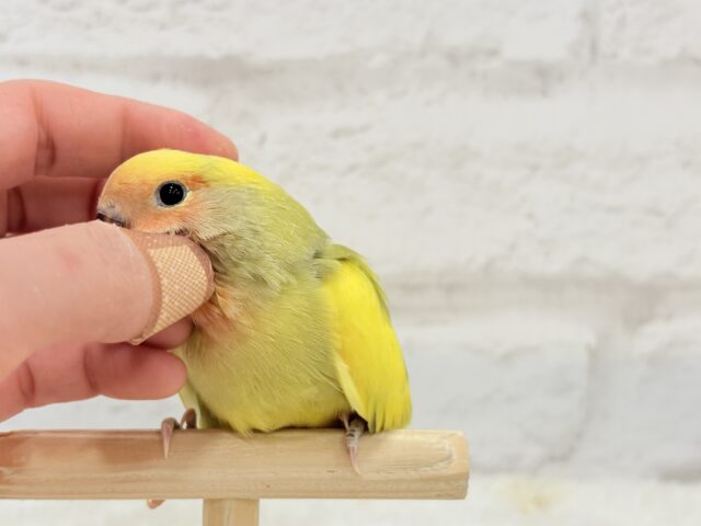 コザクラインコ（小桜インコ）