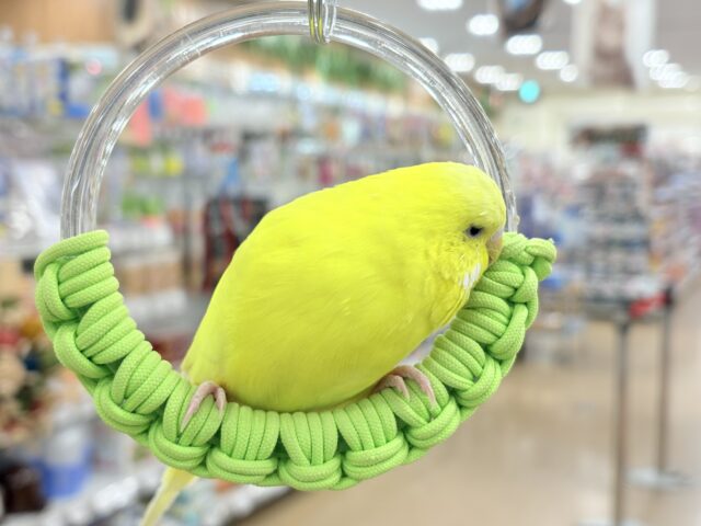 ジャンボセキセイインコ