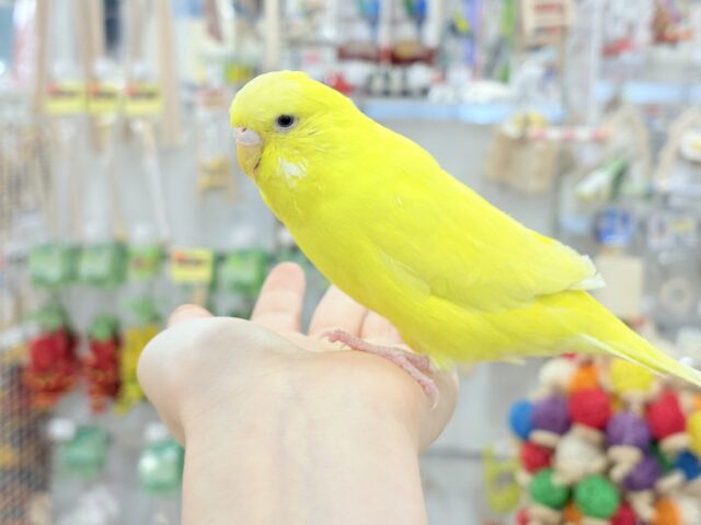 ジャンボセキセイインコ