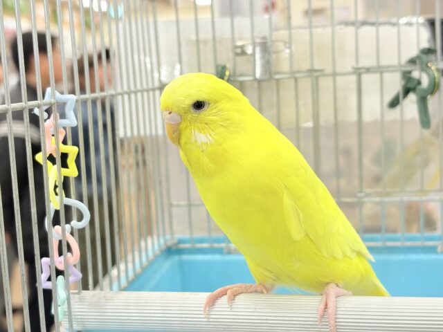 ジャンボセキセイインコ