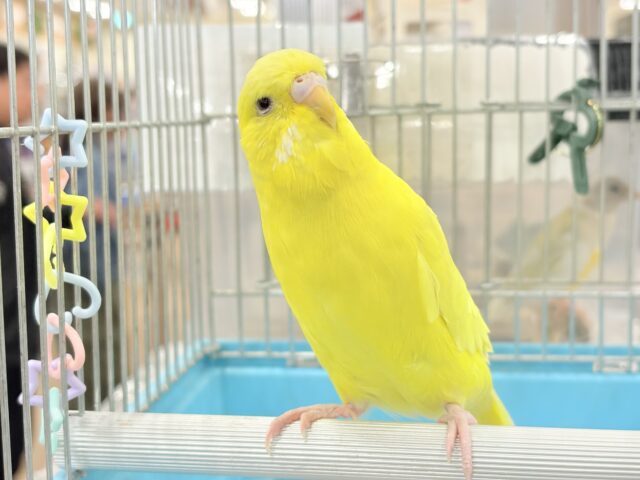 ジャンボセキセイインコ