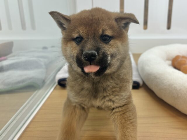 柴犬