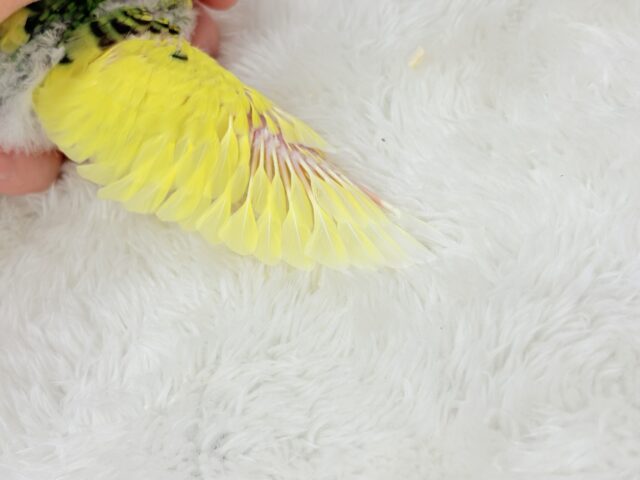 セキセイインコ