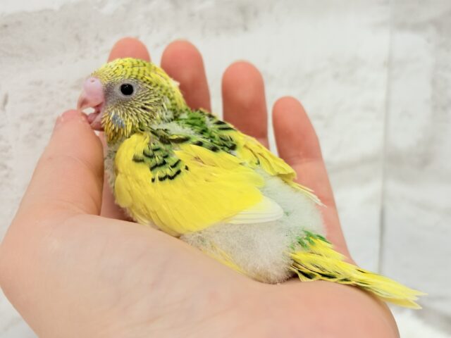 セキセイインコ